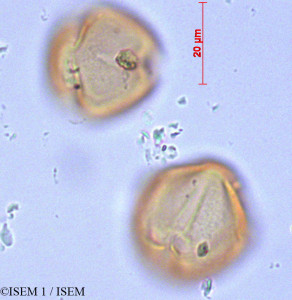 ISEM 1/Lycianthes_lycioides_29004/Lycianthes_lycioides_29004_0001(copy)_thumb.jpg